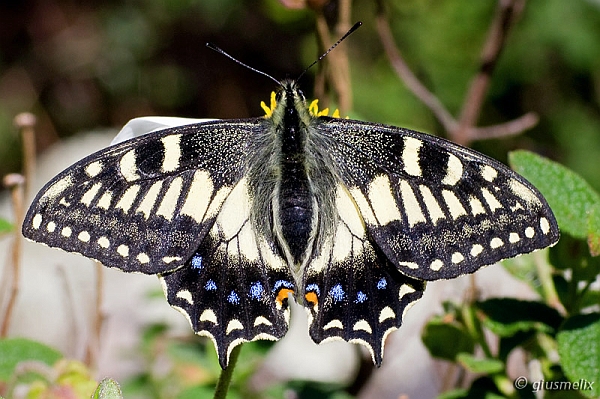 Papilio hospiton - Oasi WWF Monte Arcosu (40D_5080_1rid).jpg